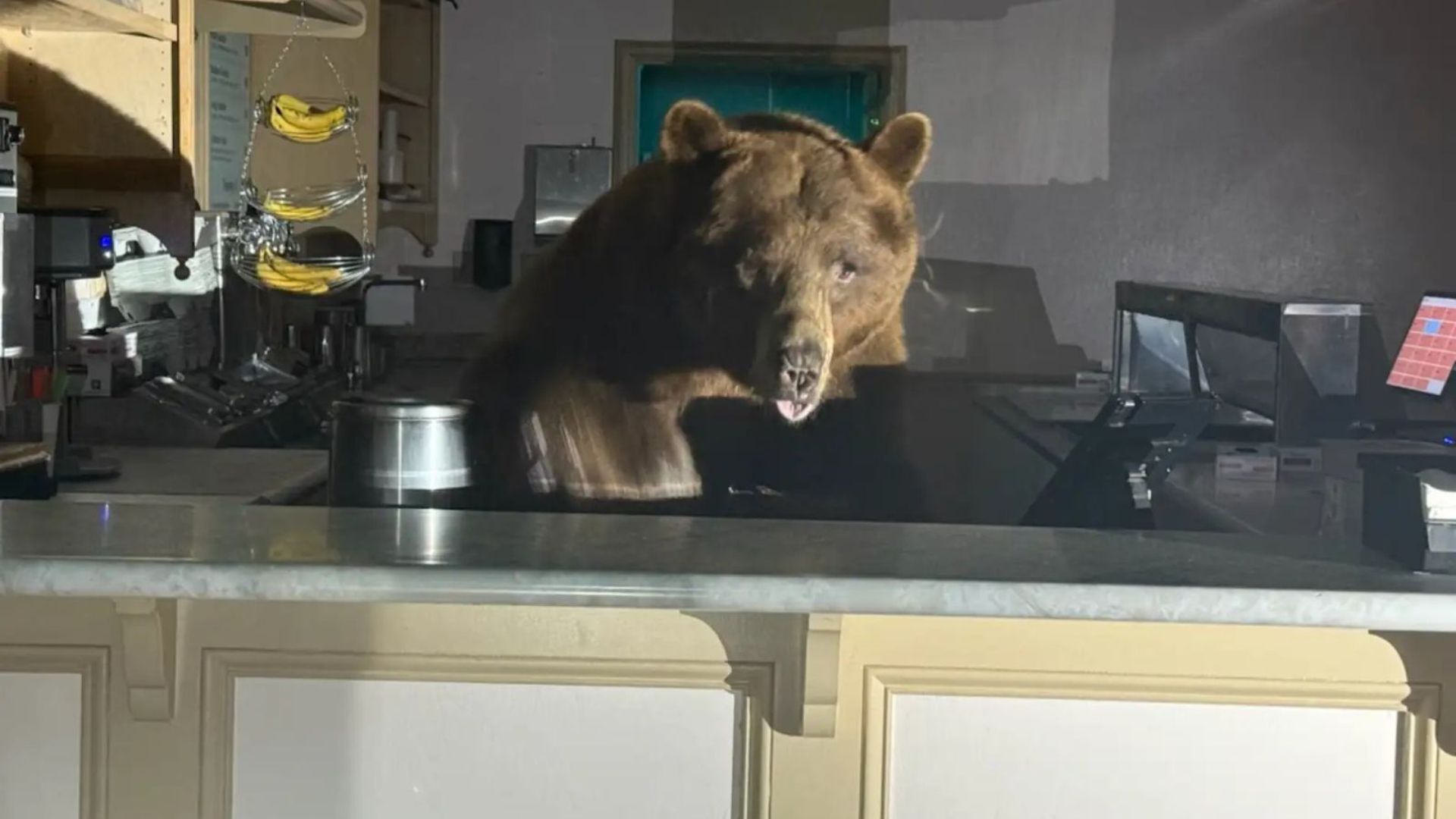 bear in ice cream parlor