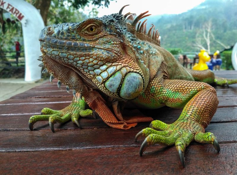 Green Iguanas