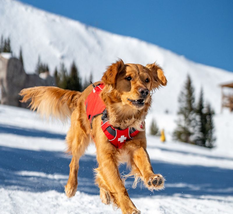 Search And Rescue Champions