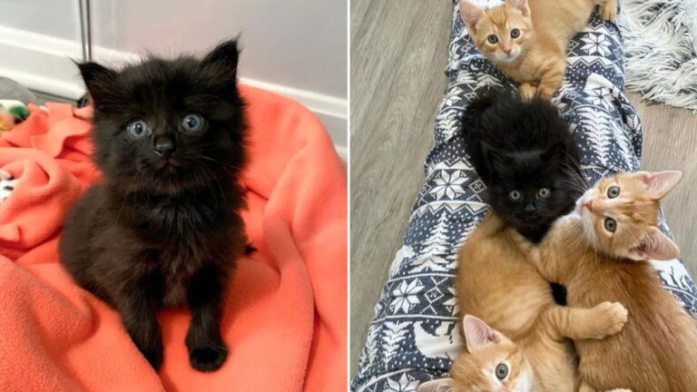 black rescued kitten