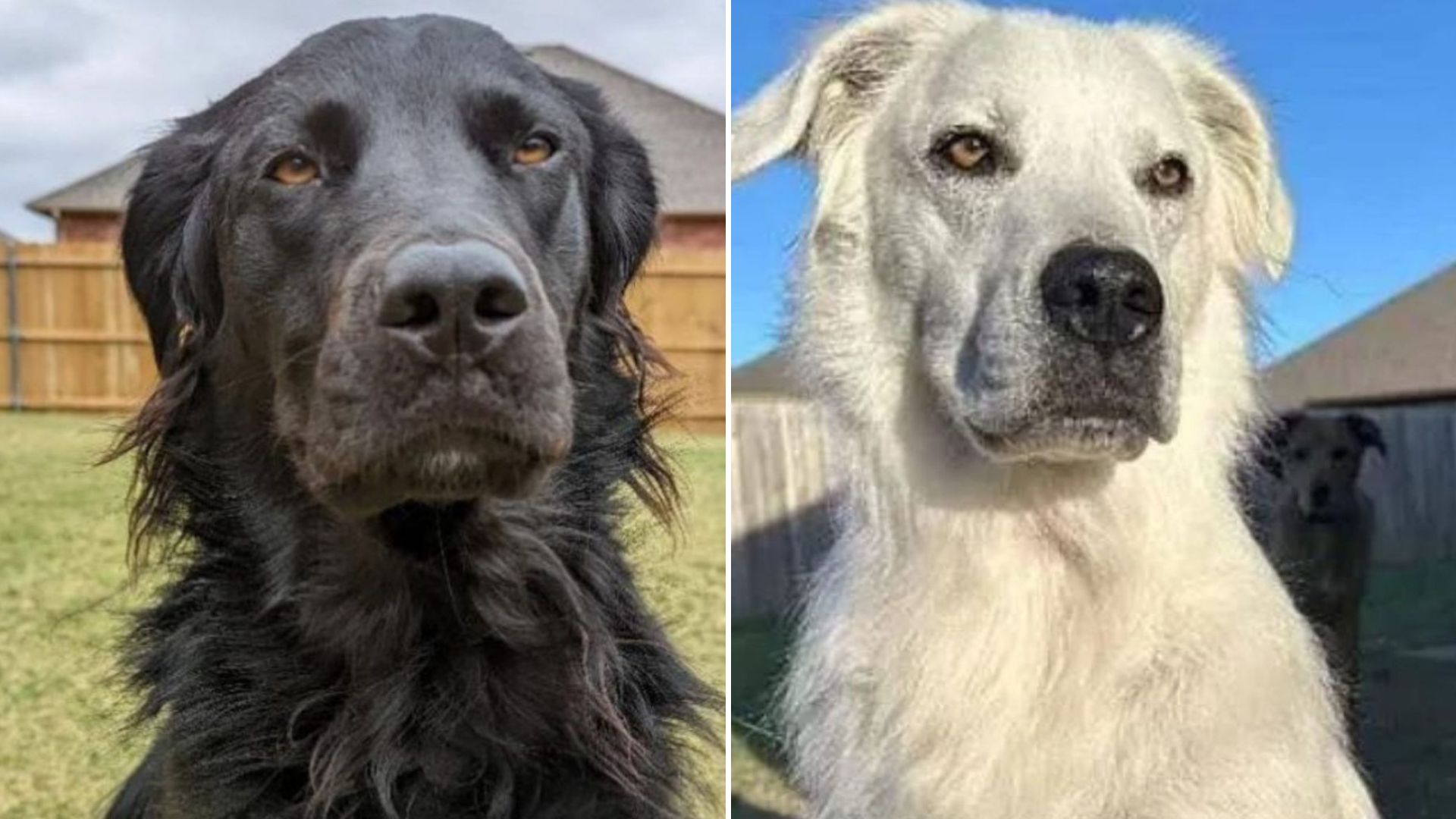 labrador
