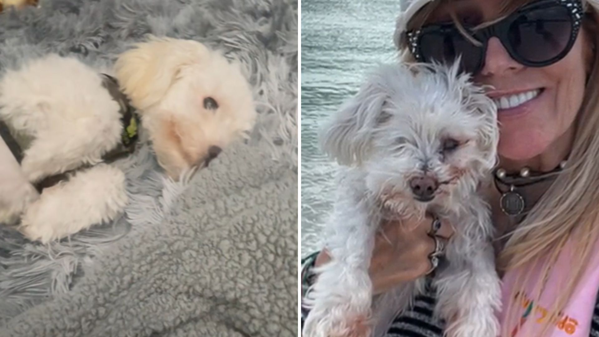 blind and deaf dog