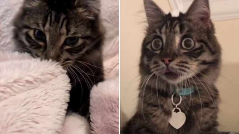 blind cat