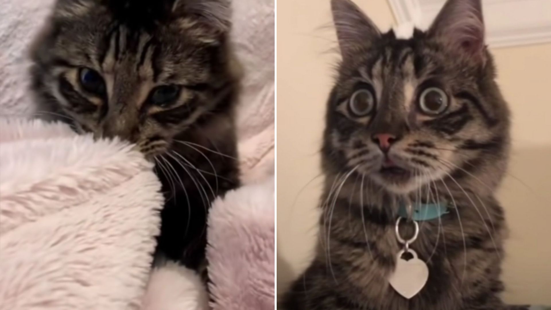 blind cat