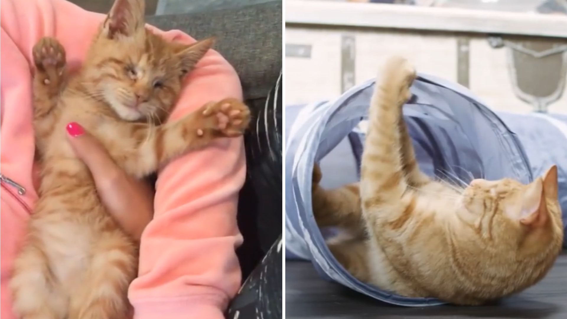 blind ginger kitten