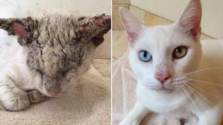 blind rescue cat