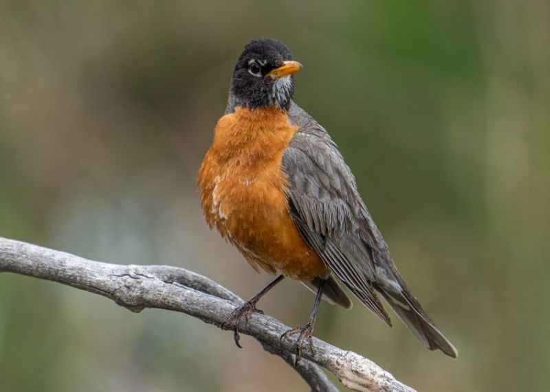 American Robin