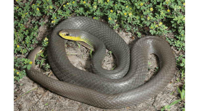 Texas Rat Snake - The Surprising Protector