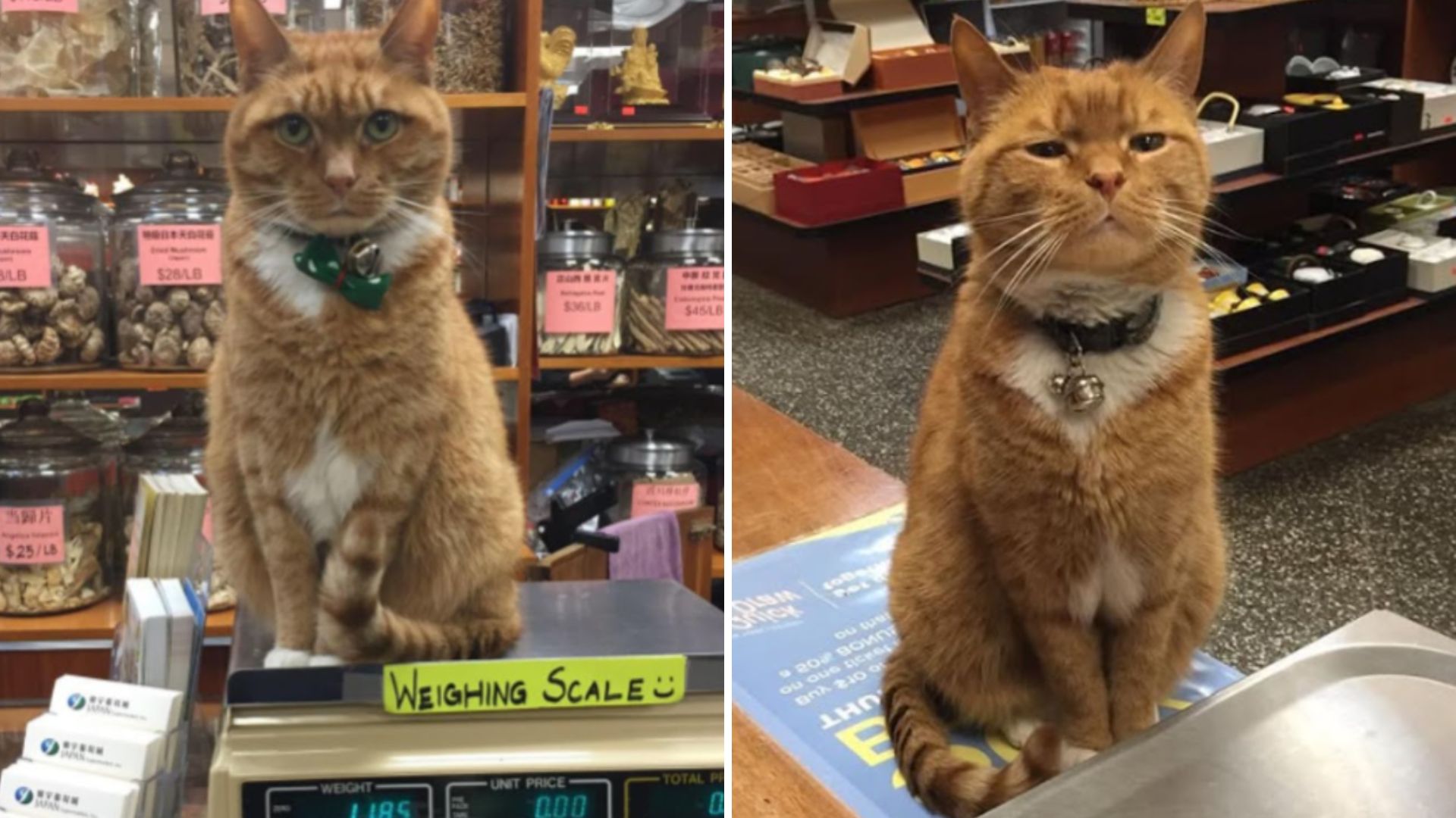 bobo cat manager retires