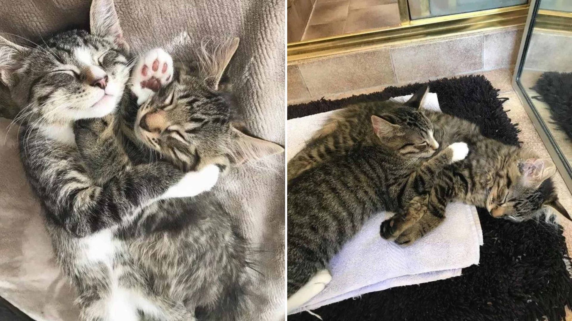 Boston Woman Meets Two Bonded Feline Brothers Then Makes A Heartwarming Decision