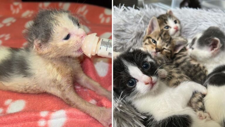 rescued preemie kittens