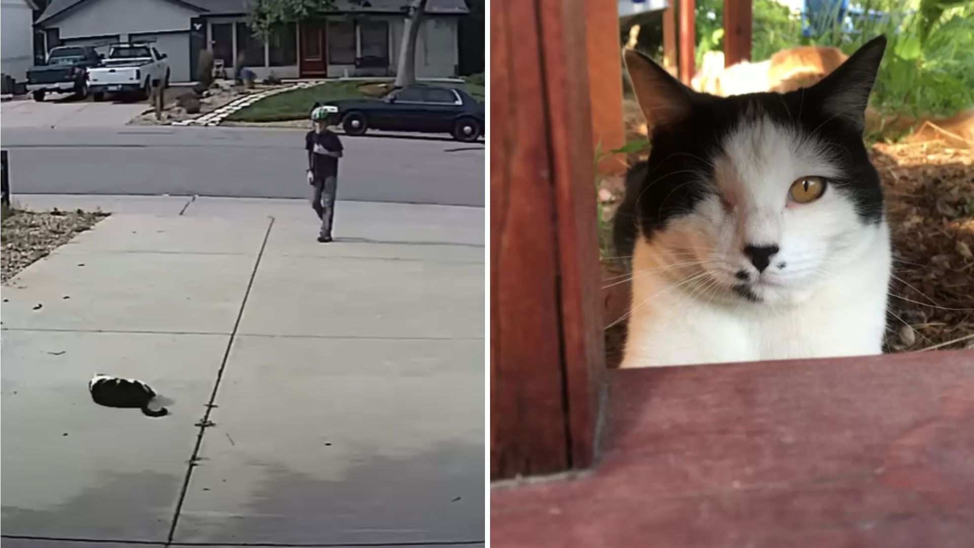 Boy In Queens Surprises Everyone By Visiting Neighbor’s Misunderstood ‘Scary’ Cat