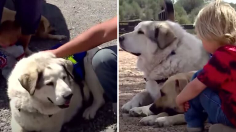 brave dog