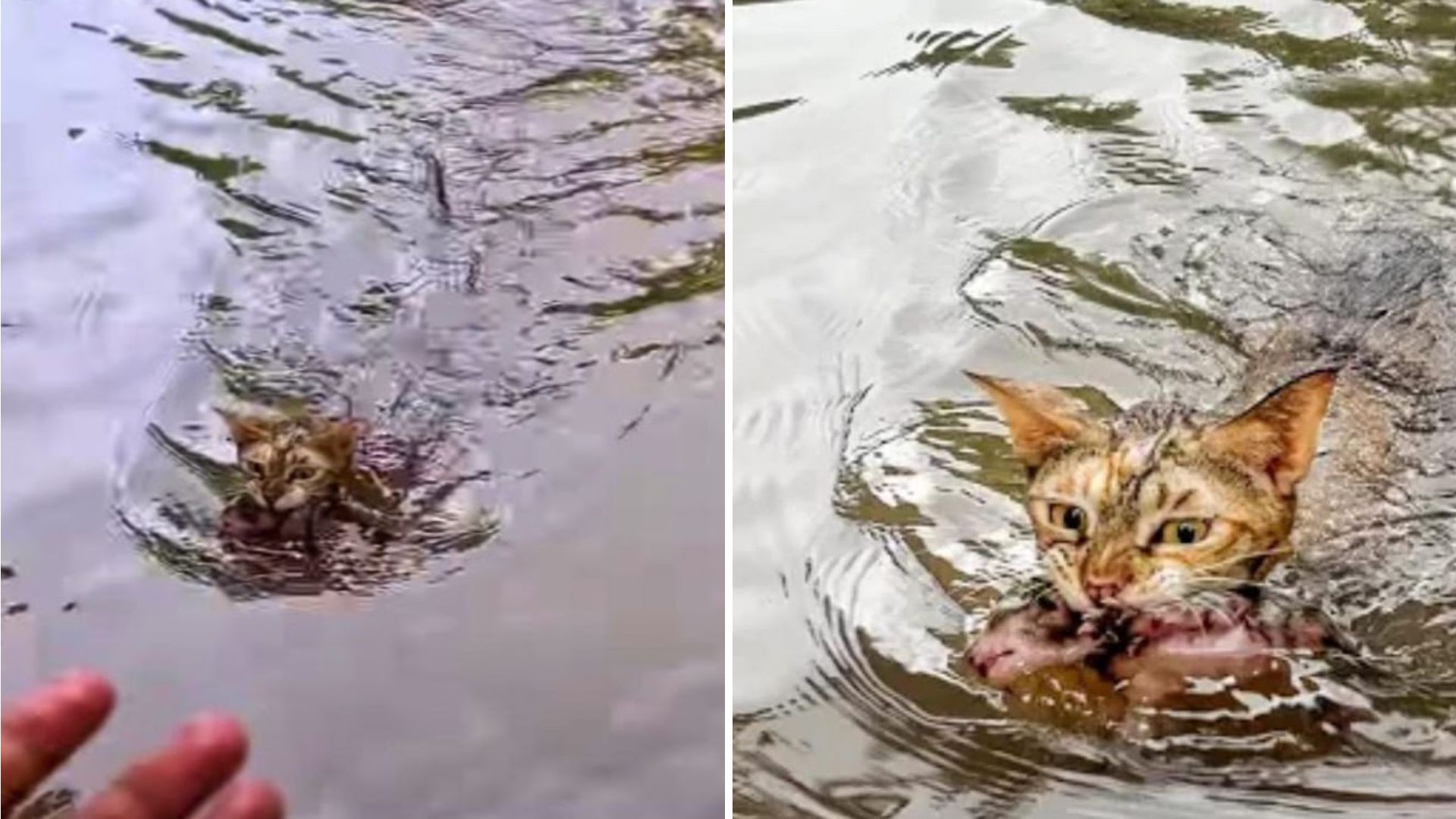 Brave Florida Mama Cat Leaps Into Floodwaters To Save Her Kittens