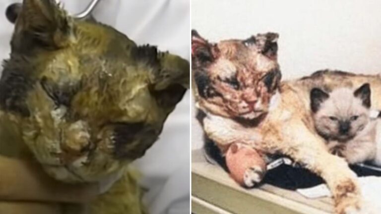 burnt mama cat