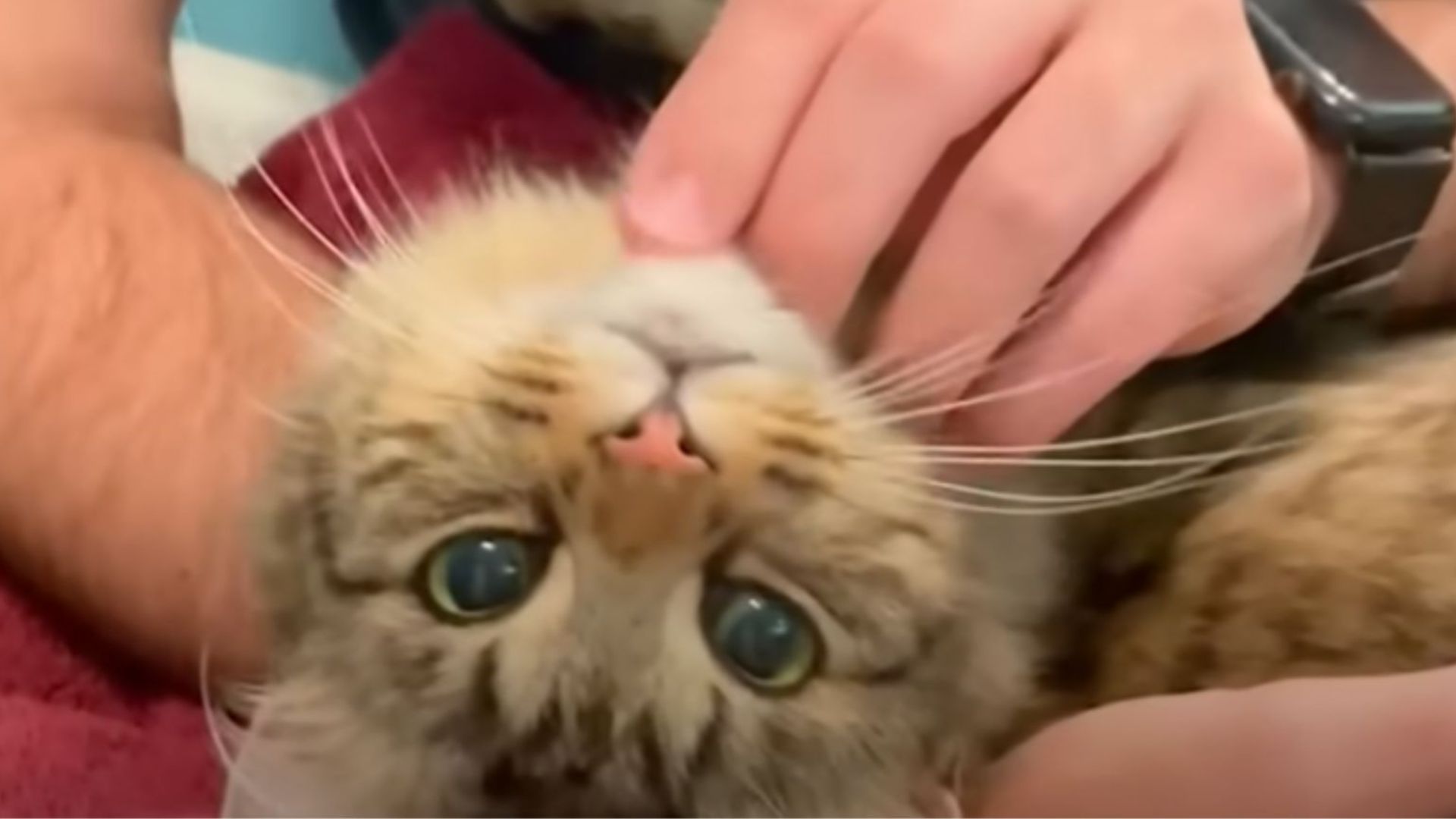 cat lying upside down