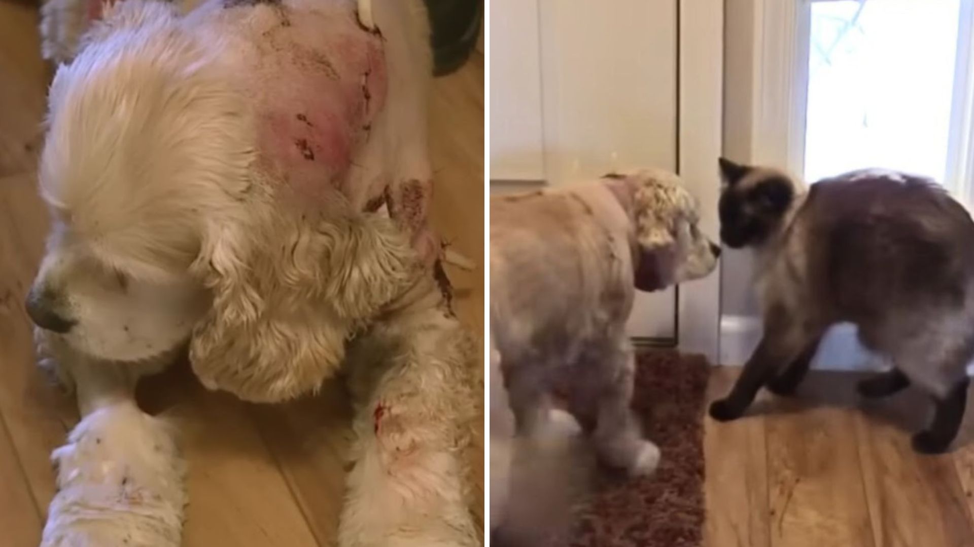 brave cat