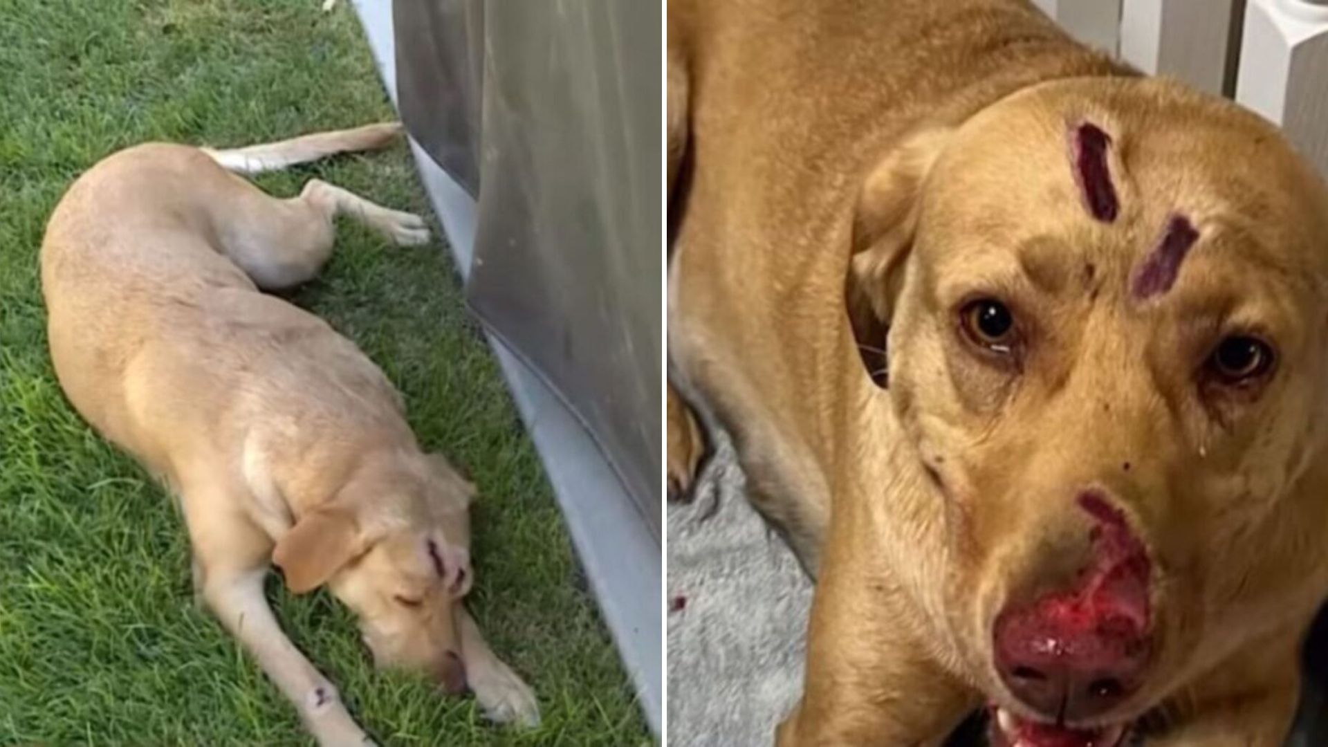 brave dog