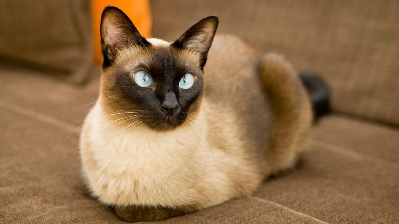 Siamese