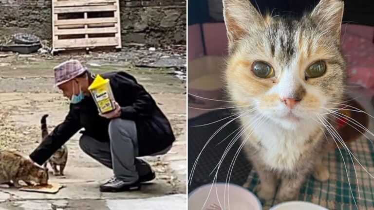 stray cat