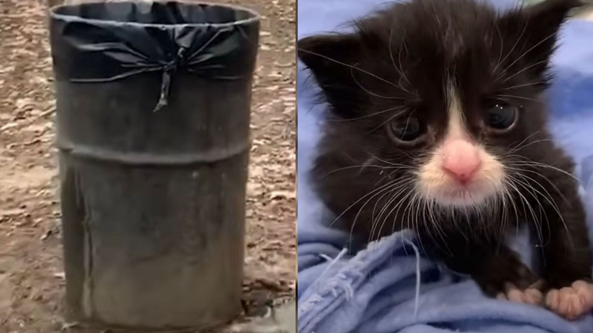 kittens in trash bag