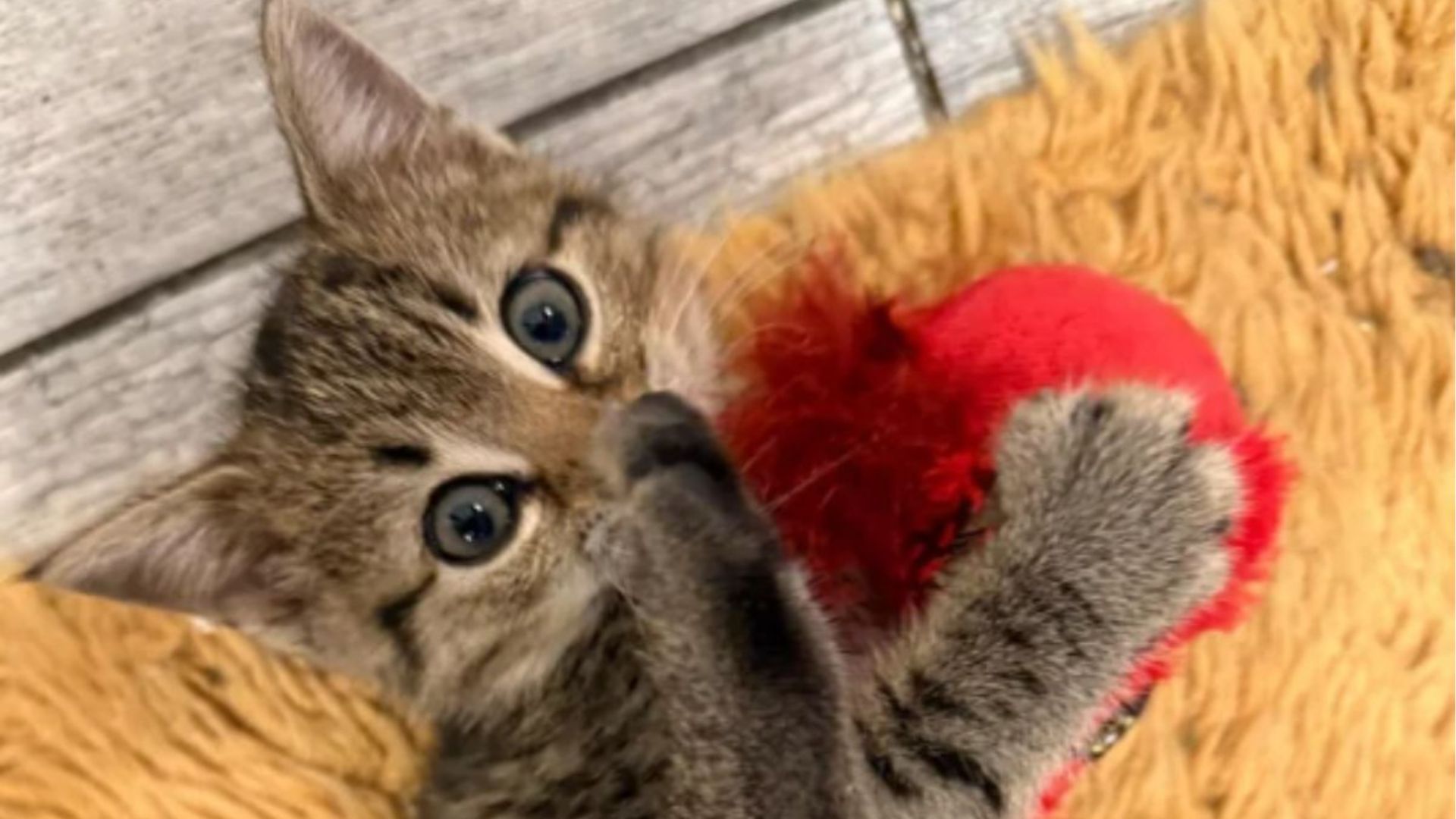 kitten playing with a toy