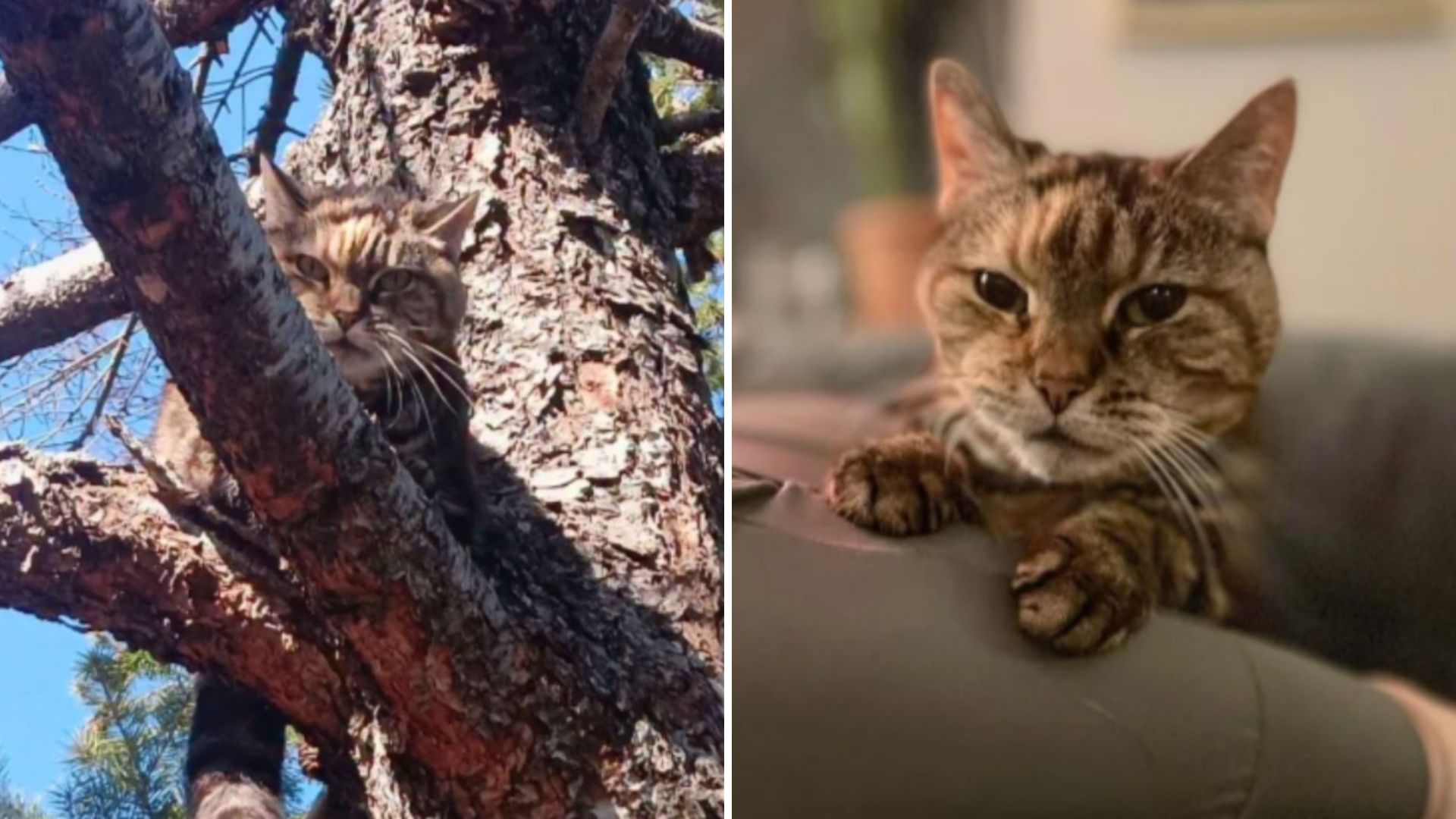 cat stuck in a tree
