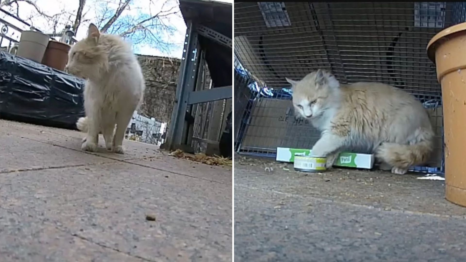 Brooklyn Rescuer Spends Days Monitoring A Stray Cat Until He Finally Earns His Trust
