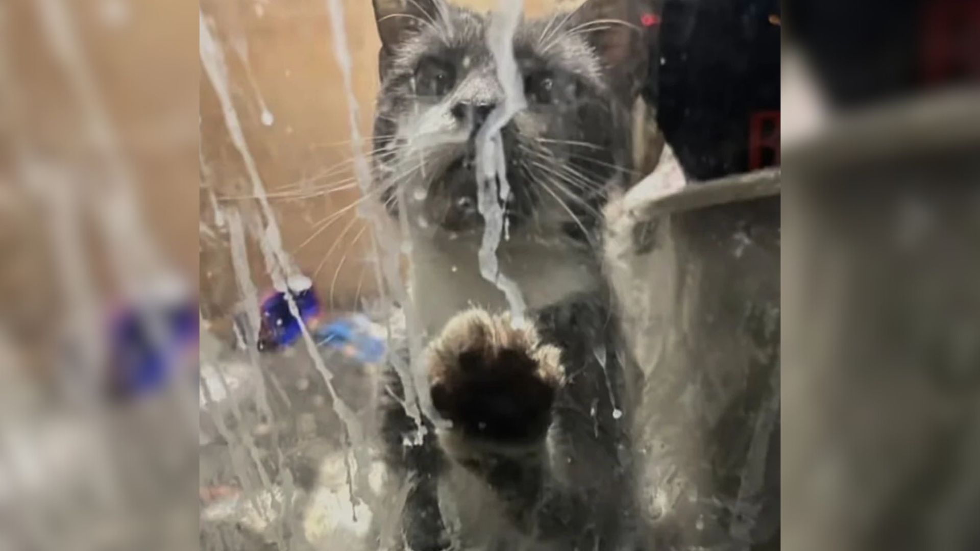 Brooklyn Rescuers Shocked As Cat Survives Months In Closed Dry Cleaner Store