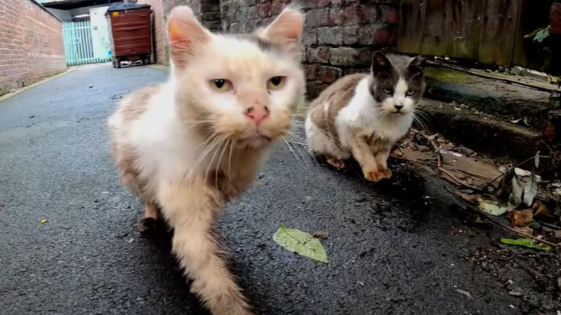 Brooklyn Woman Rescues Two Bonded Senior Cats, Then Faces A Heartbreaking Tragedy