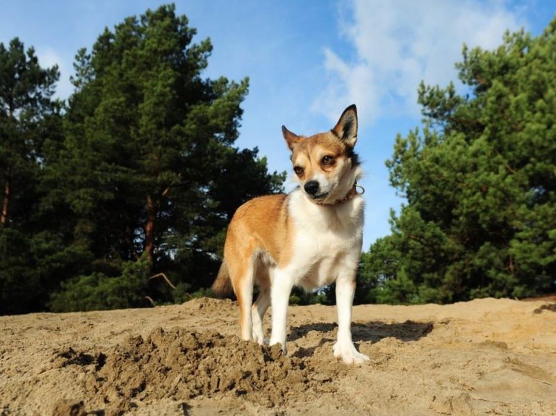 Norwegian Lundehunds