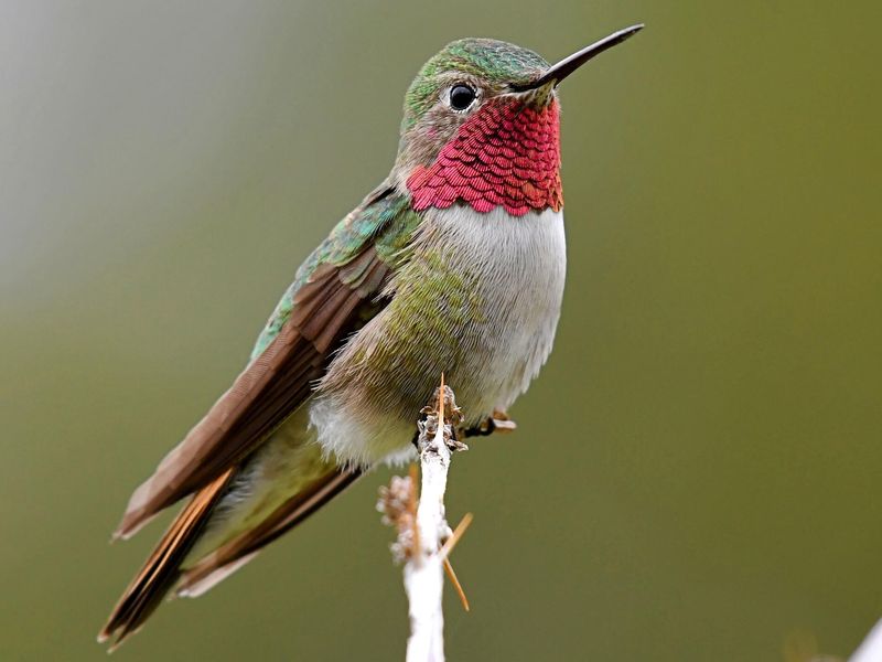 Resplendent Broad-tailed Hummingbird