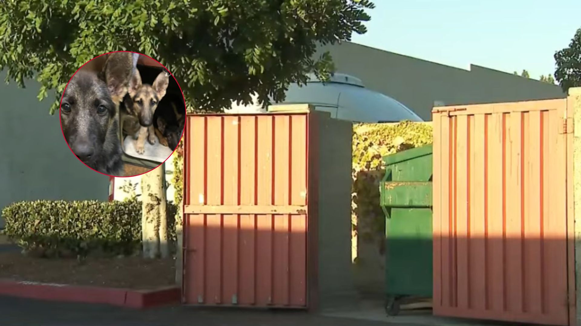german shepherd sisters left in dumpster