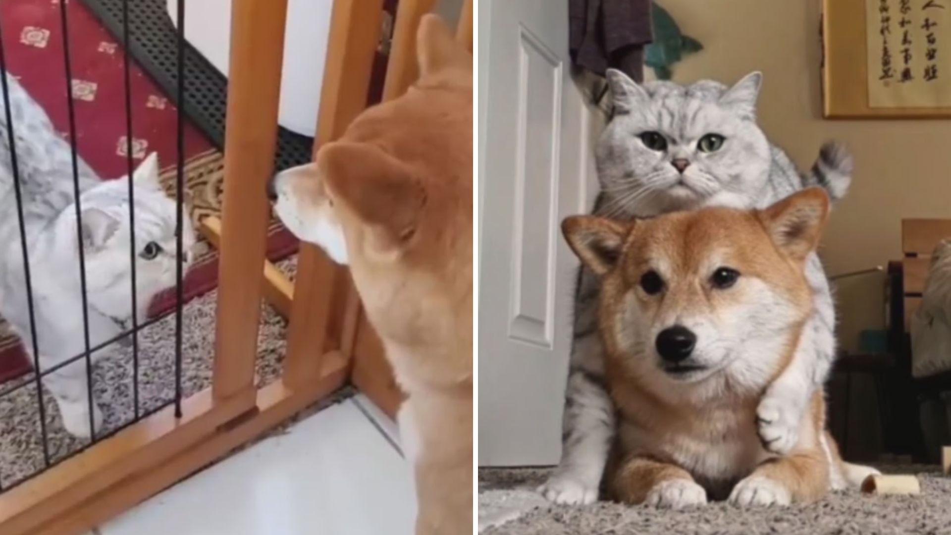 California British Shorthair Becomes The Perfect Companion For Lonely Dog