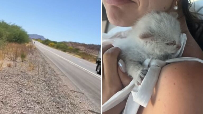kitten found on the road