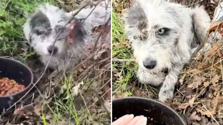 dog in a ditch