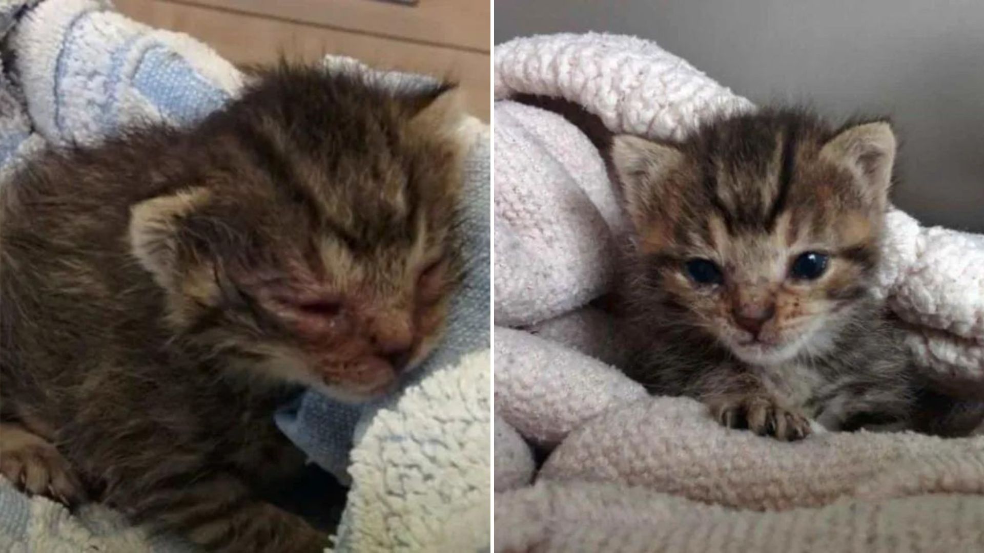 California Couple Shocked After Finding A Newborn Kitten At Their Doorstep Clinging To Life