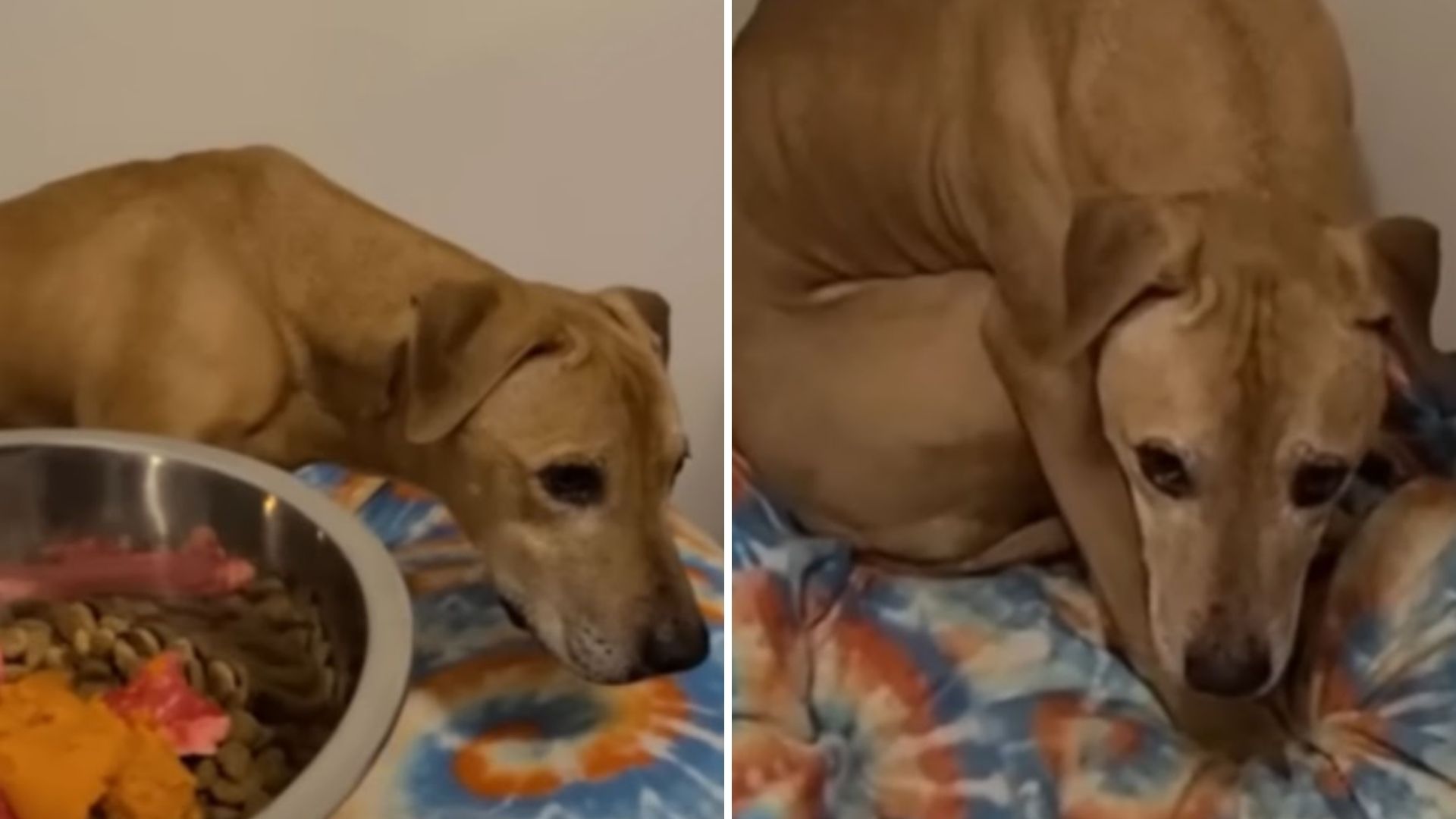 abused dog learns to trust and bark again