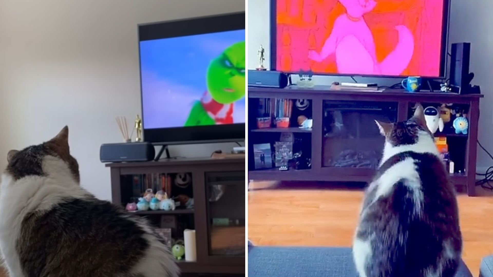 adopted senior cat