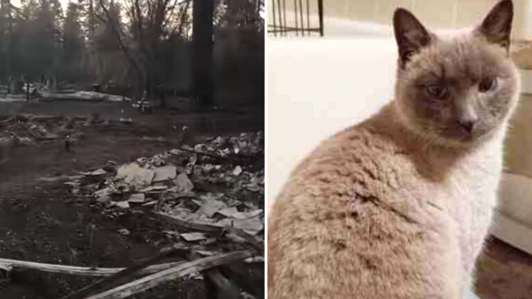 cat in a camp fire