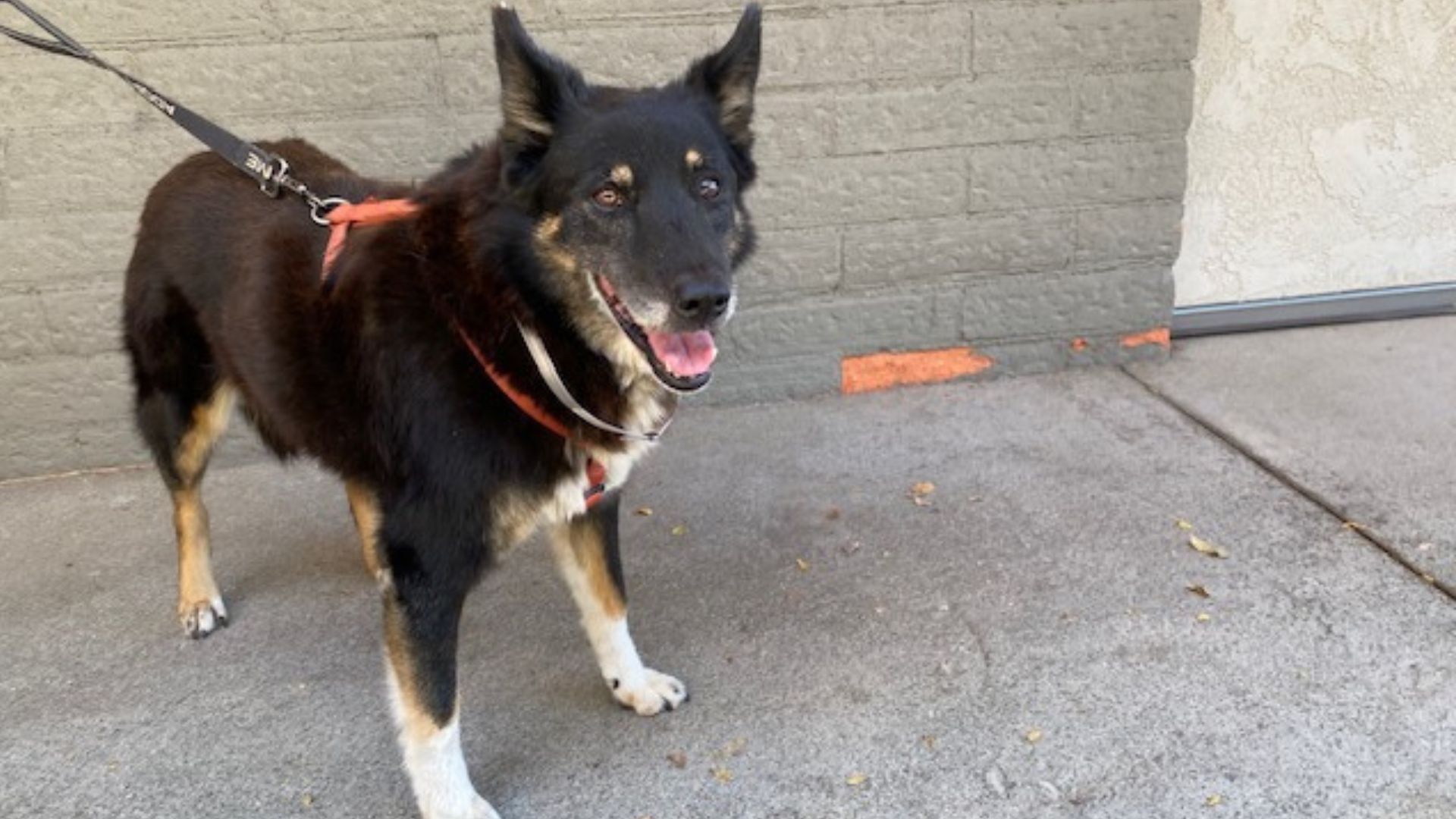 family sees their late dog in adoption post