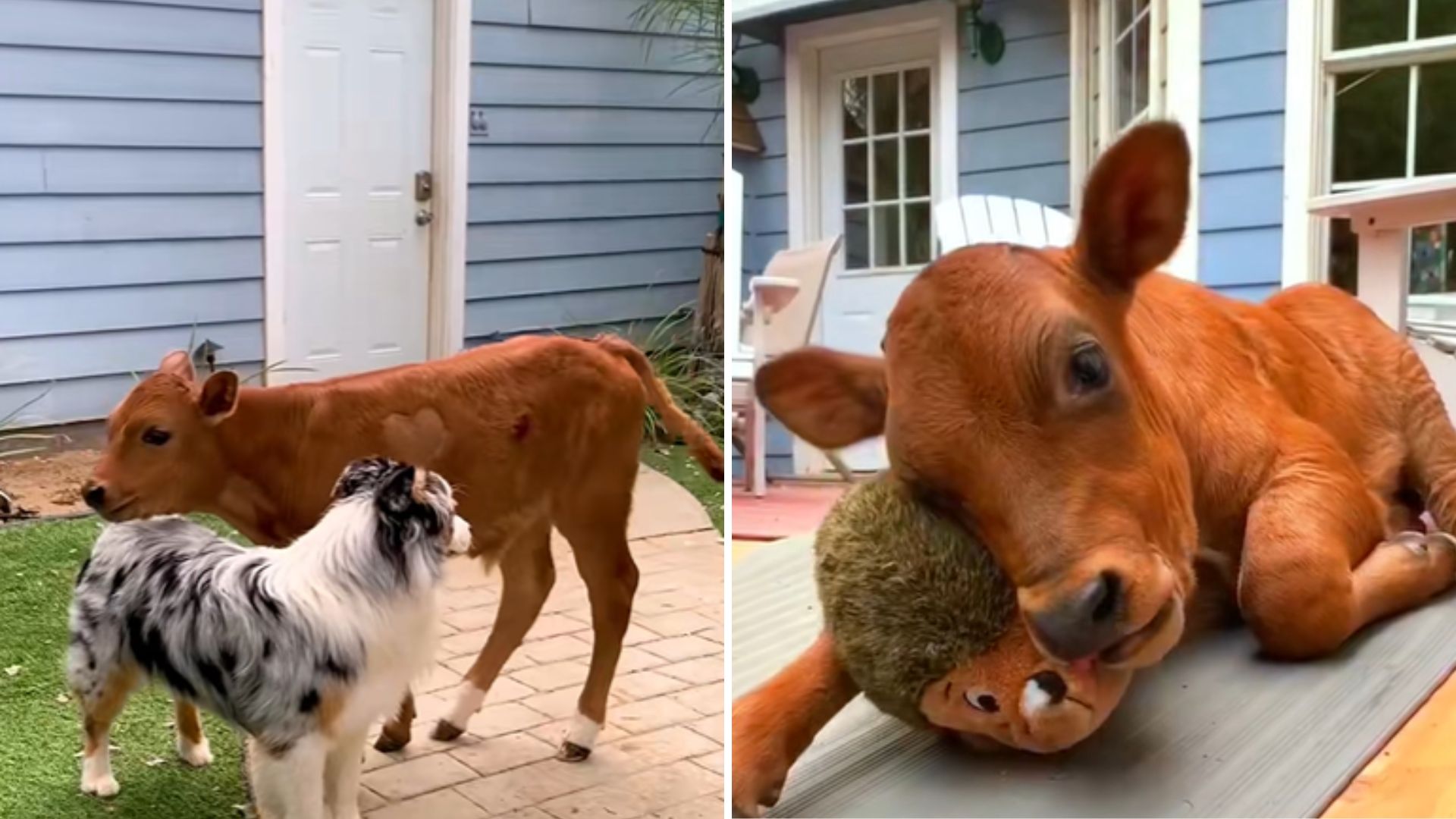 calf with a toy