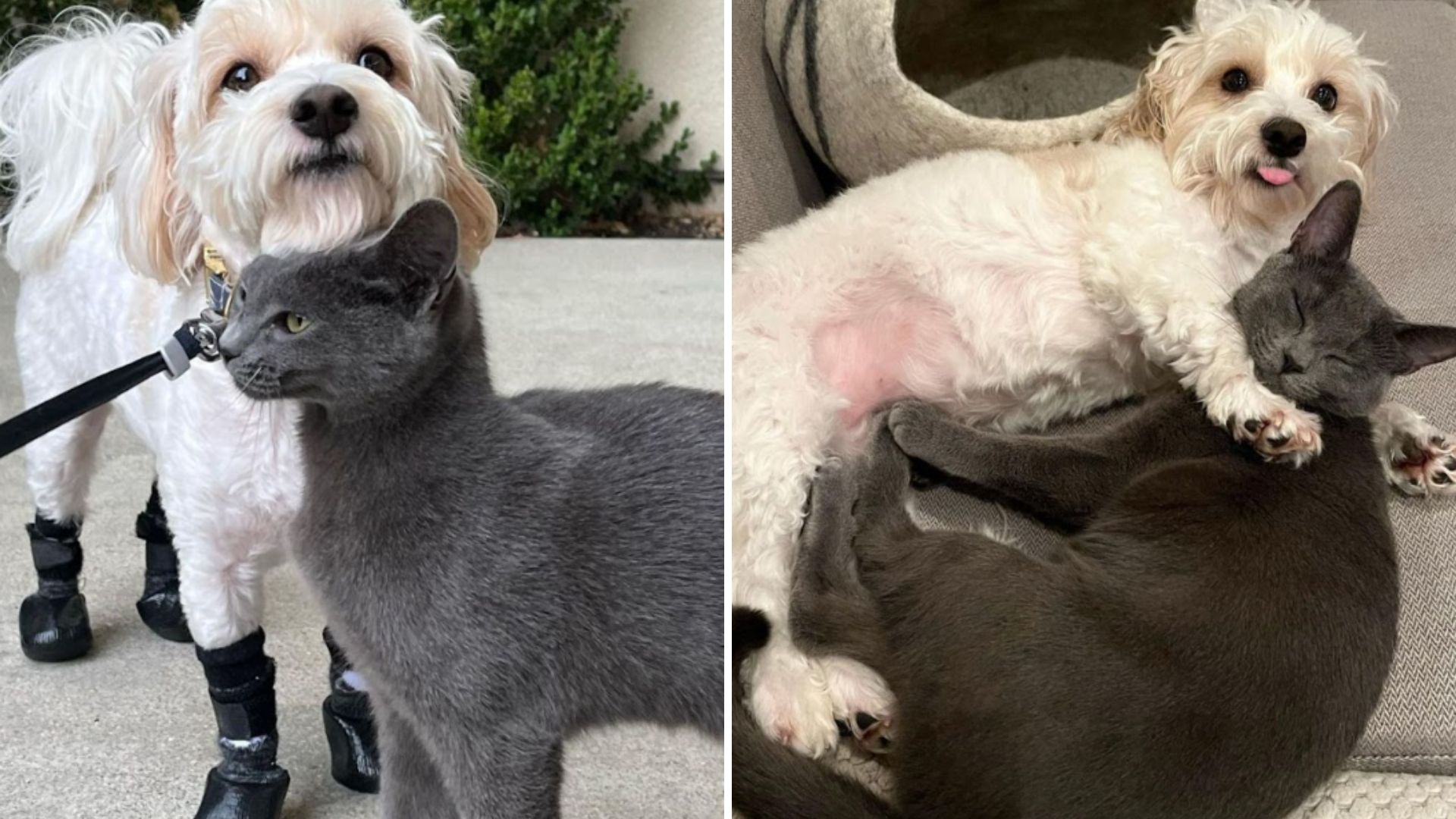 California Feral Cat Follows Woman And Her Dog Until They Understand Her Need