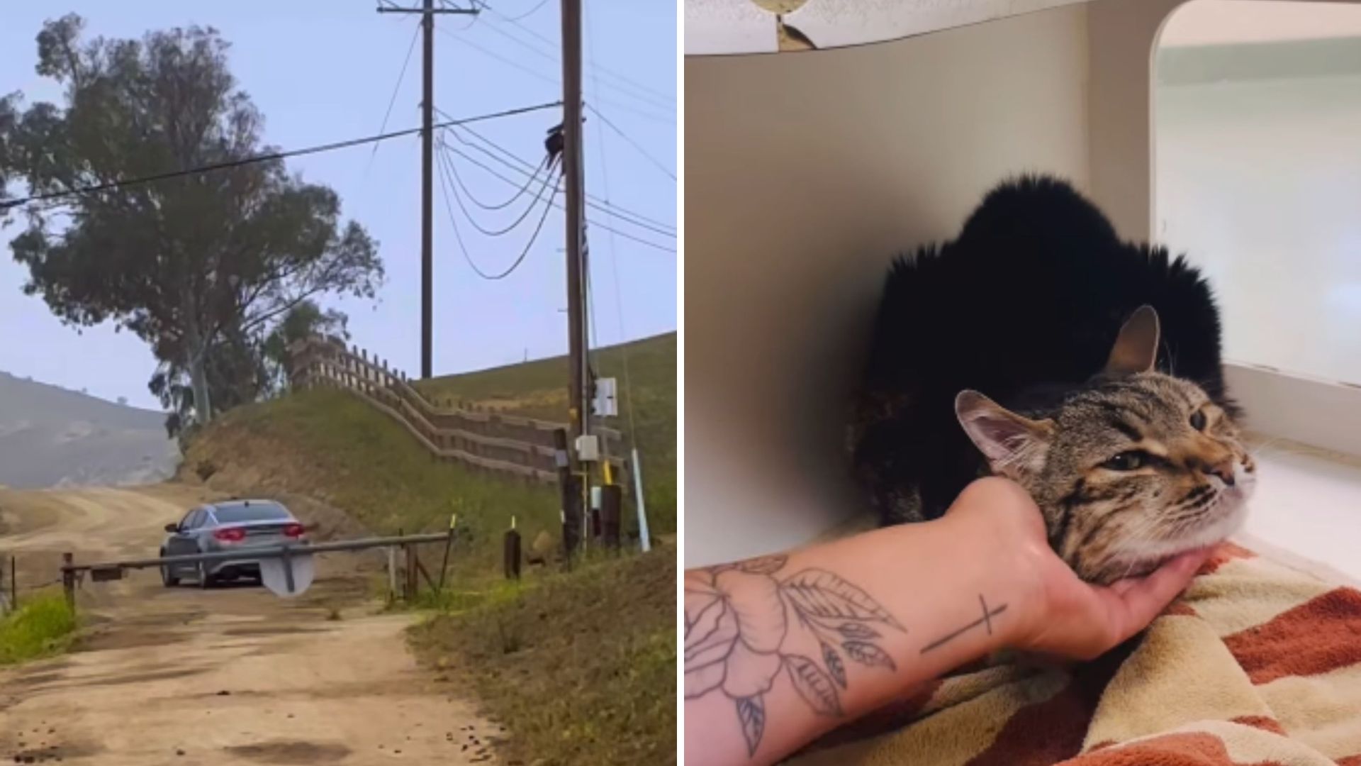 cat thrown from a car