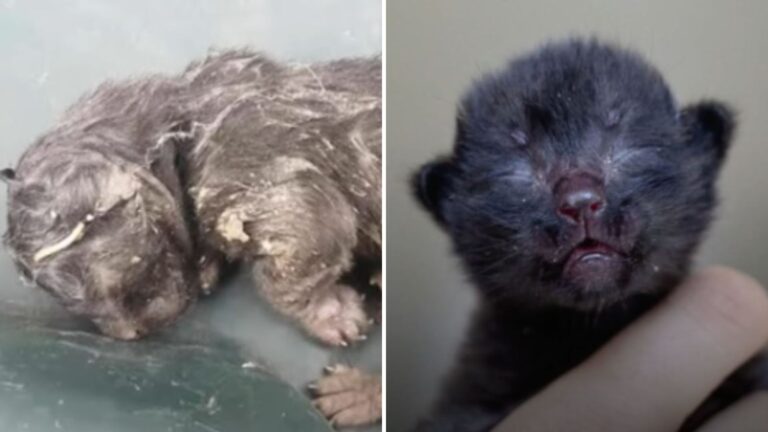 kitten dumped in the trash