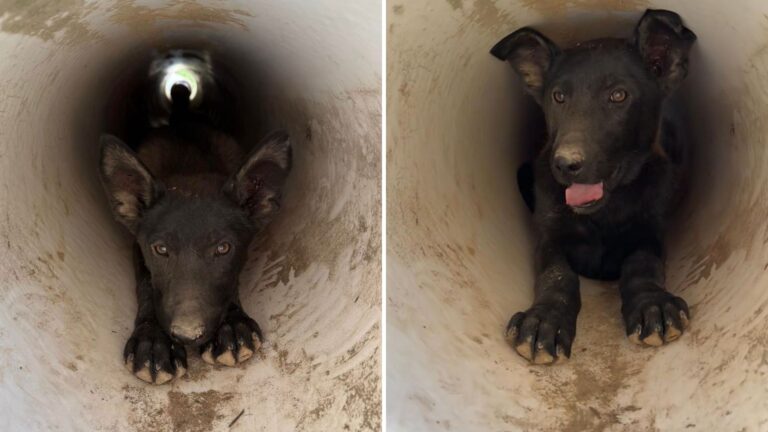 dog in a drain