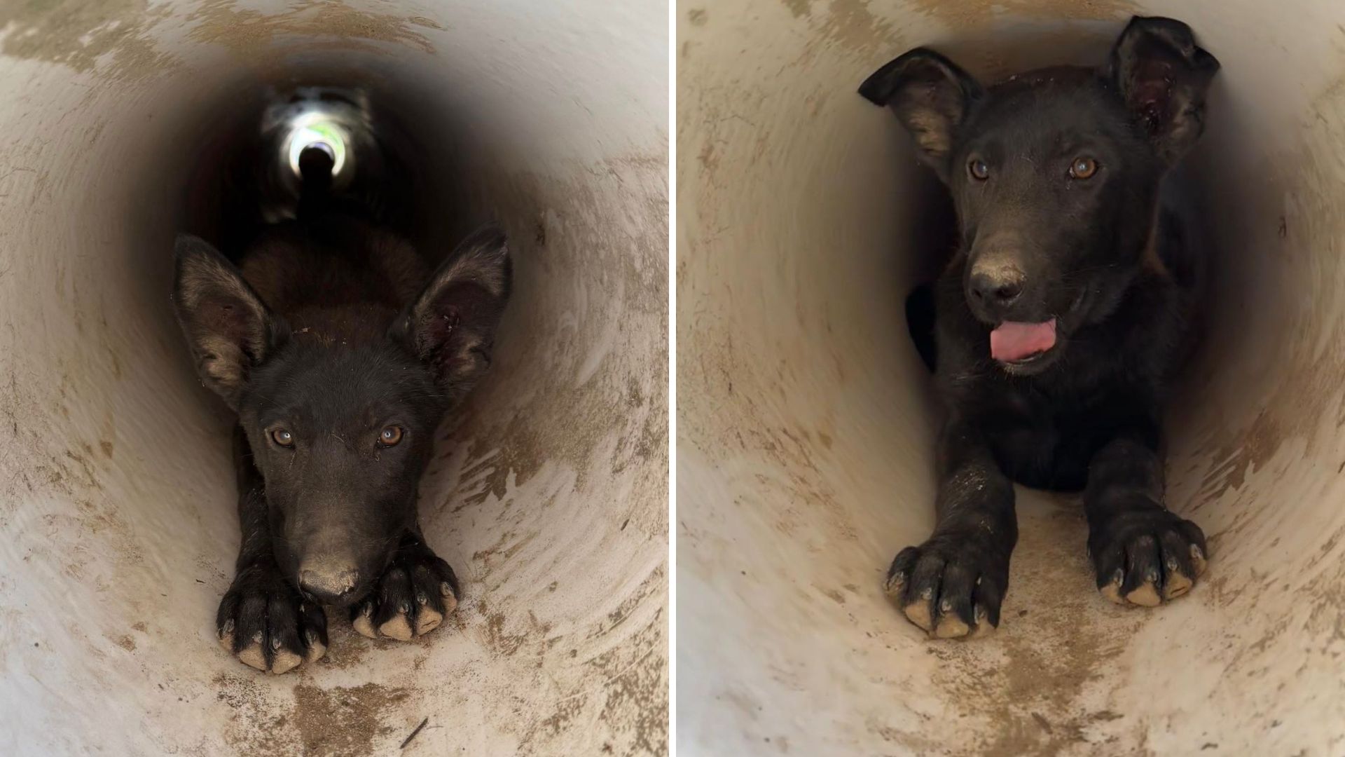 dog in a drain