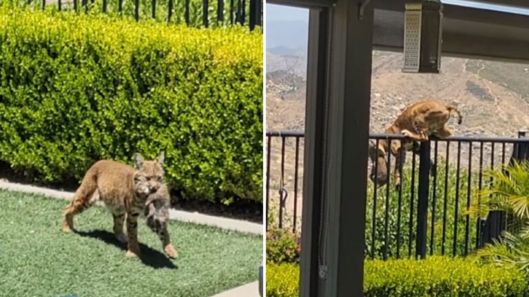bobcat