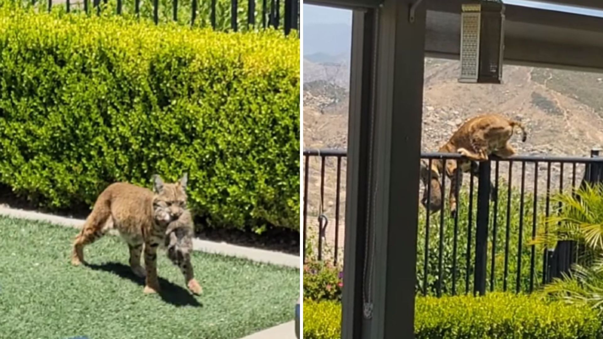 bobcat