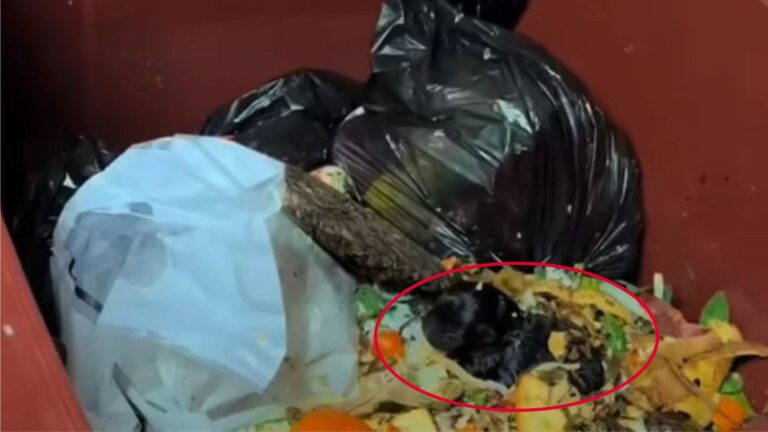California Man Opens His Trash Can And Freezes At The Heartbreaking Sight Inside